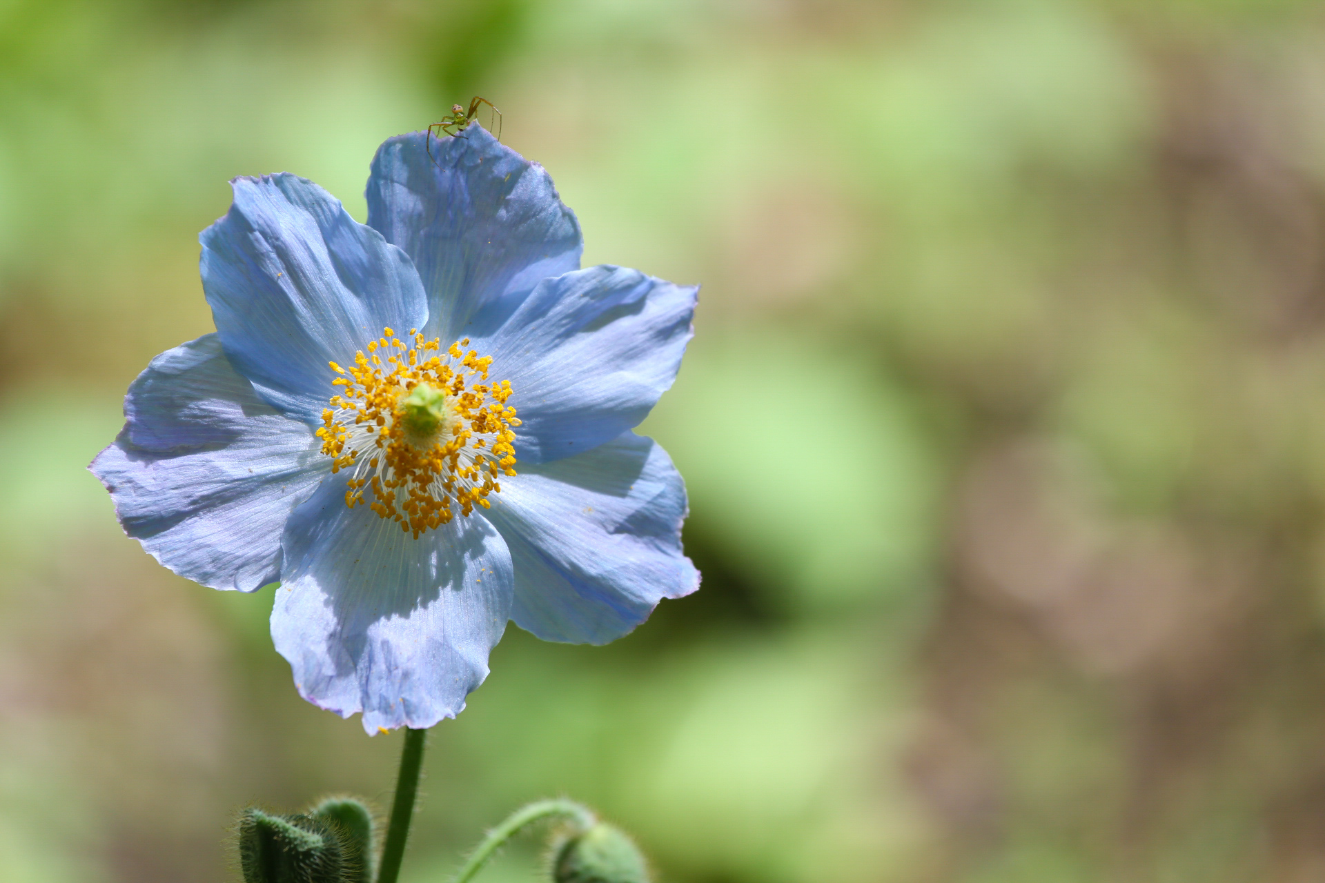 上三依水生植物園 ヒマラヤの青いケシ や クリンソウ など約300種の草花たち 6月5日更新 栃木県日光市三依地区観光サイト ひぃふぅみより